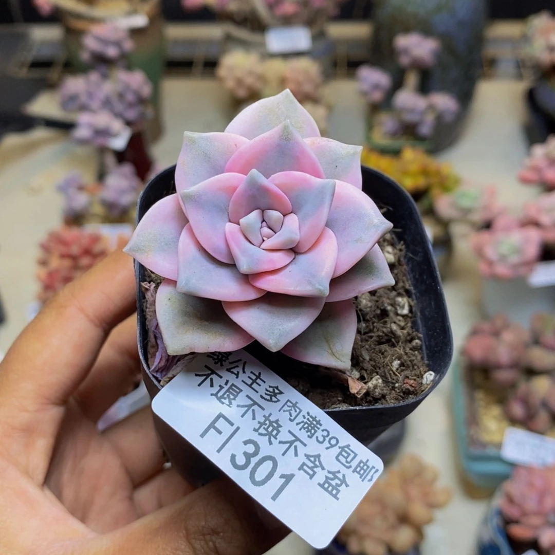 301彩红锦多肉4c m