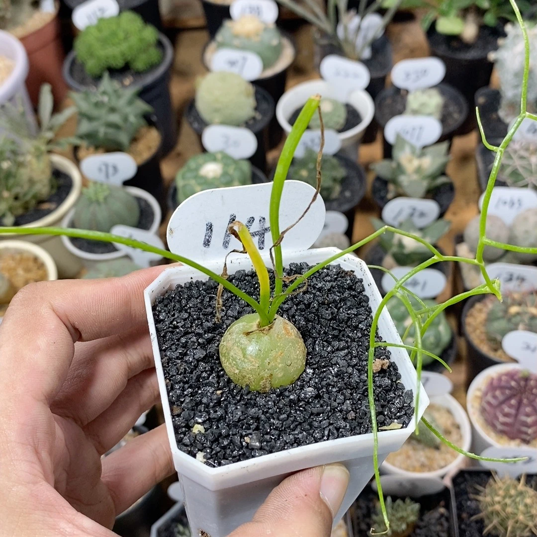 114号实生苍角殿2.5cm