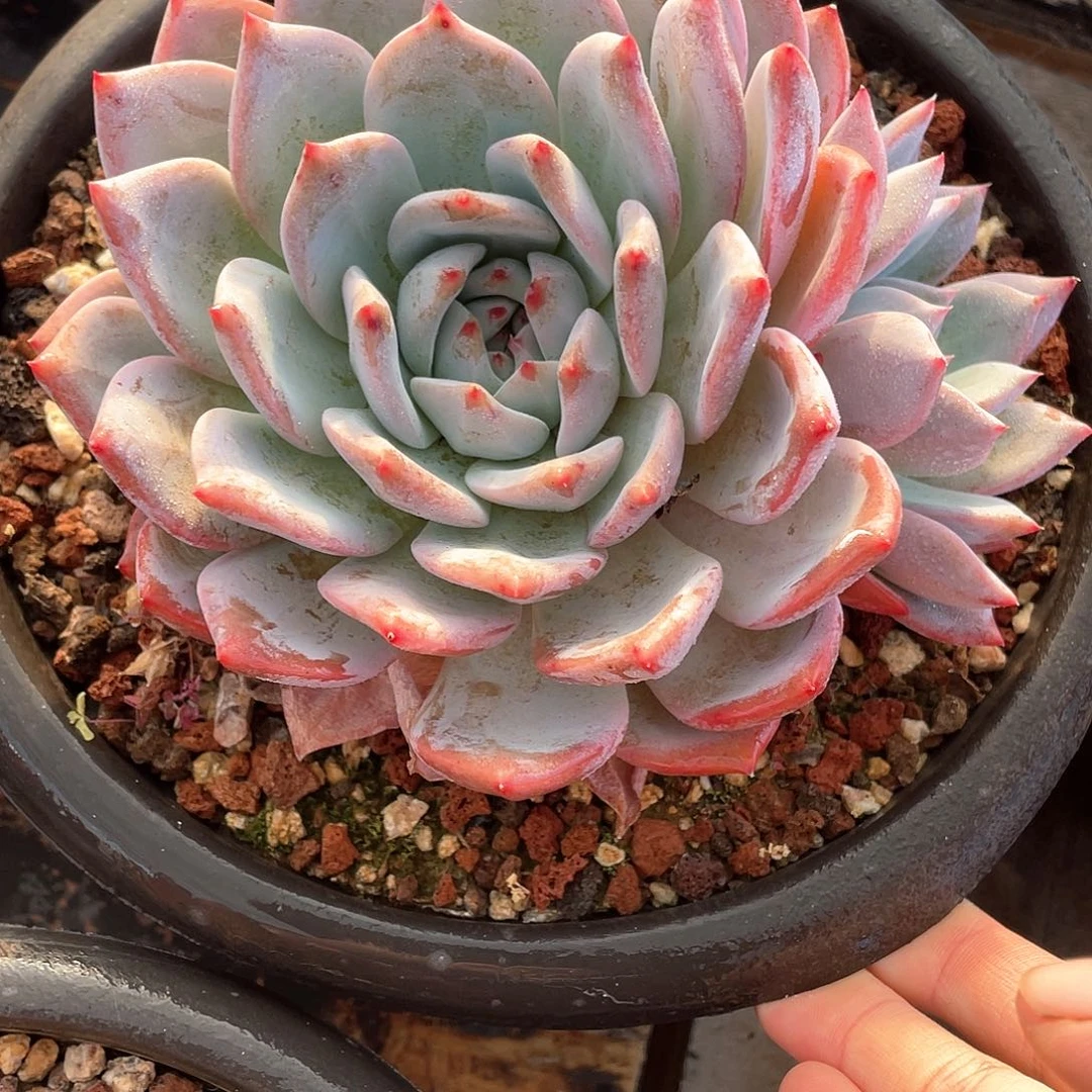 多肉植物一物一拍