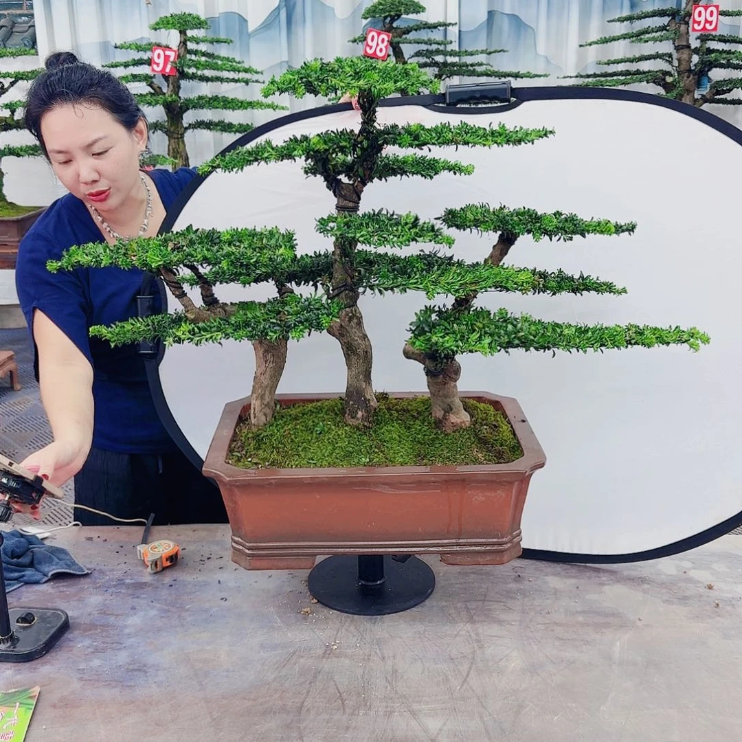 无花朵罗汉松一物一拍888