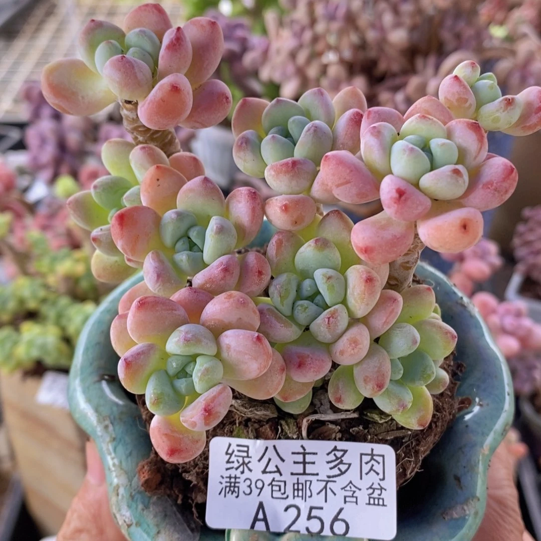 樱花罗琦老桩8cm256多肉植物