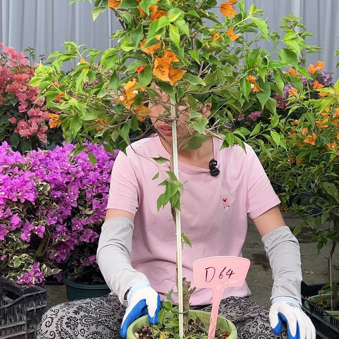 紫***鸢大部分花苞少量开放D64橙桑巴