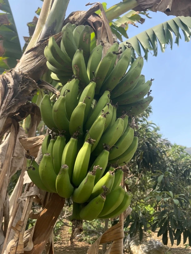 【顺丰包邮贵州老品种【贵州高山小米芭蕉香甜