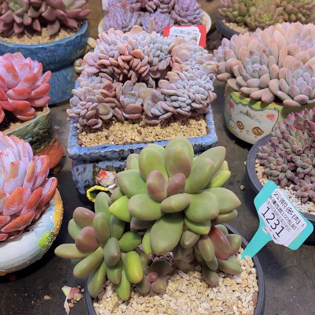 1231芒果奶多肉植物