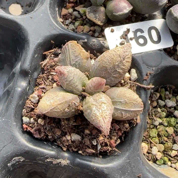 冰淇淋水泡多肉植物160