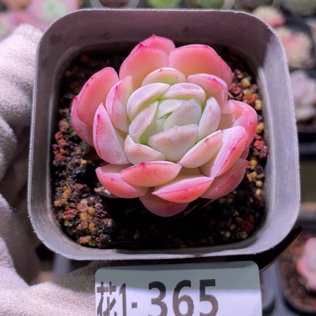 花利美1-365贝瑞单头