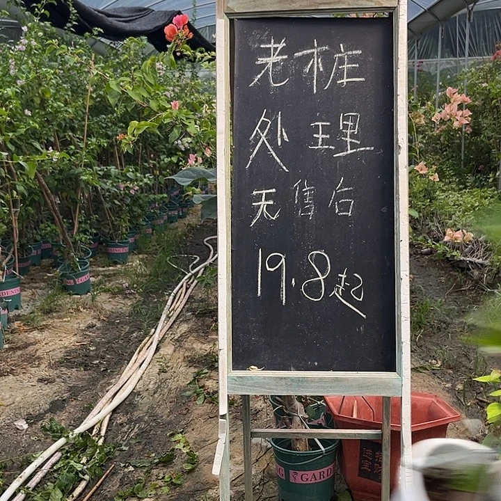 无花朵三角梅1231