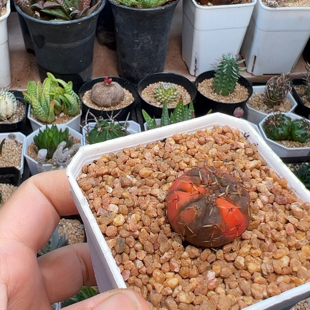 优选怪龙丸锦实生球一颗2.4cm