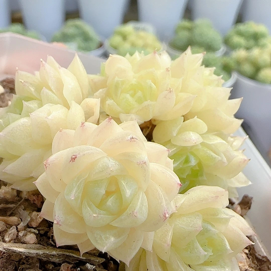 【闪购商品】0908-58白珠光麦杆