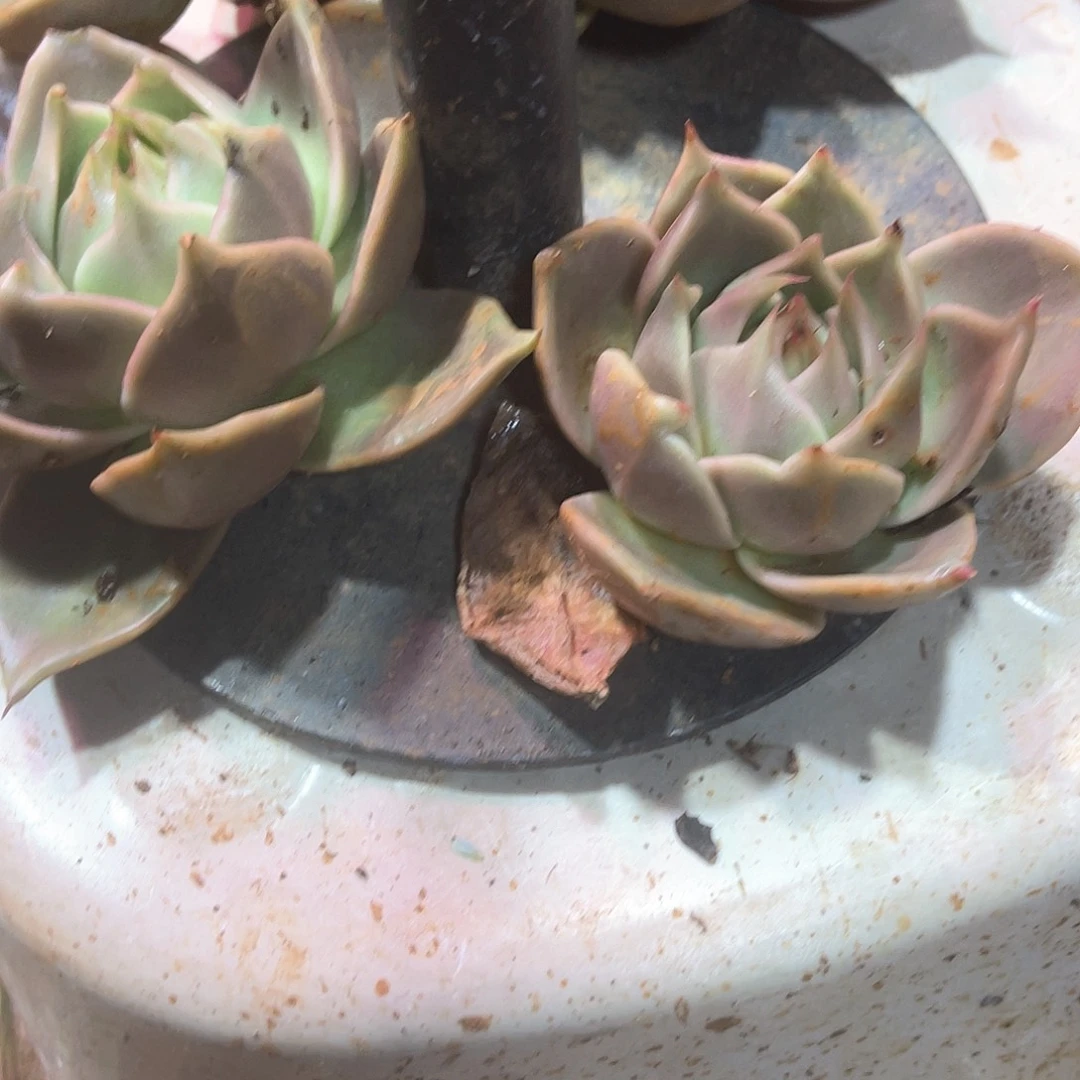 福利款肉肉不售后