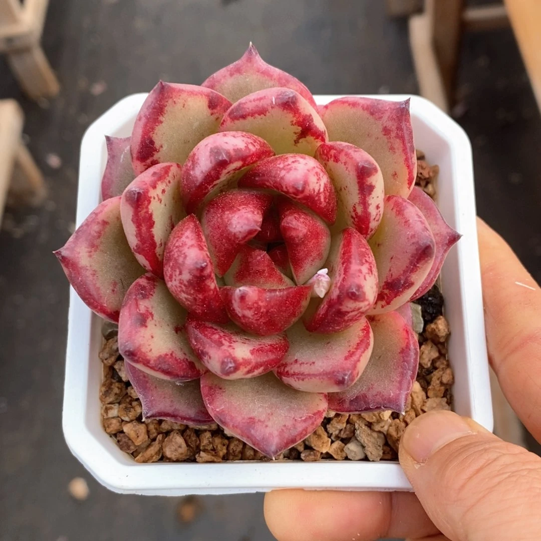 精品多肉一物一拍不包整2