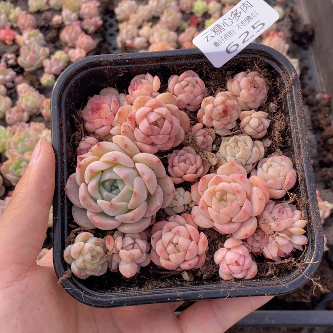 云糖心多肉植物625