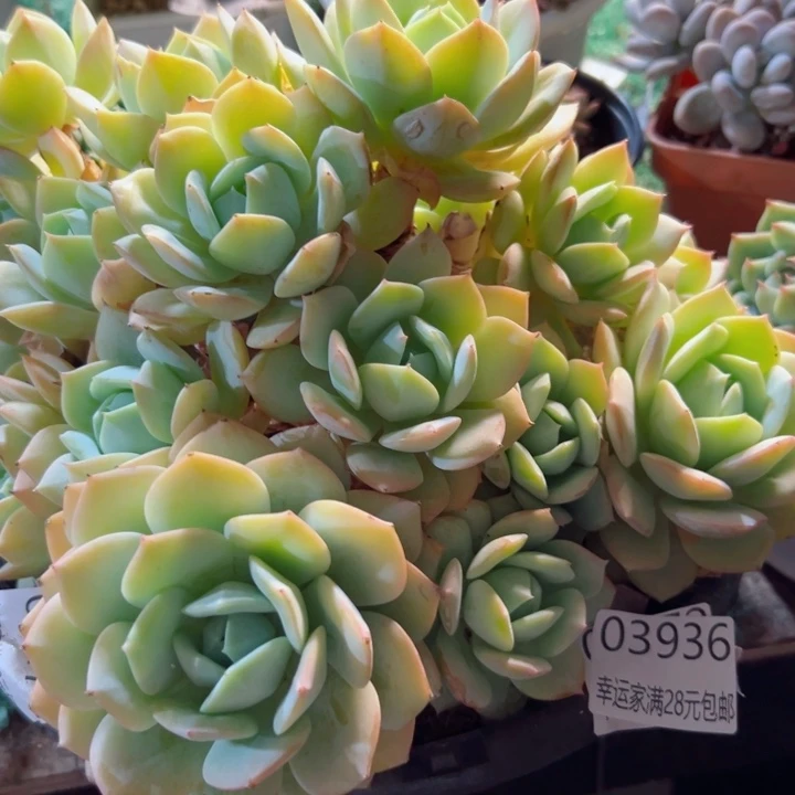 幸运的是我还没遇到过这样一