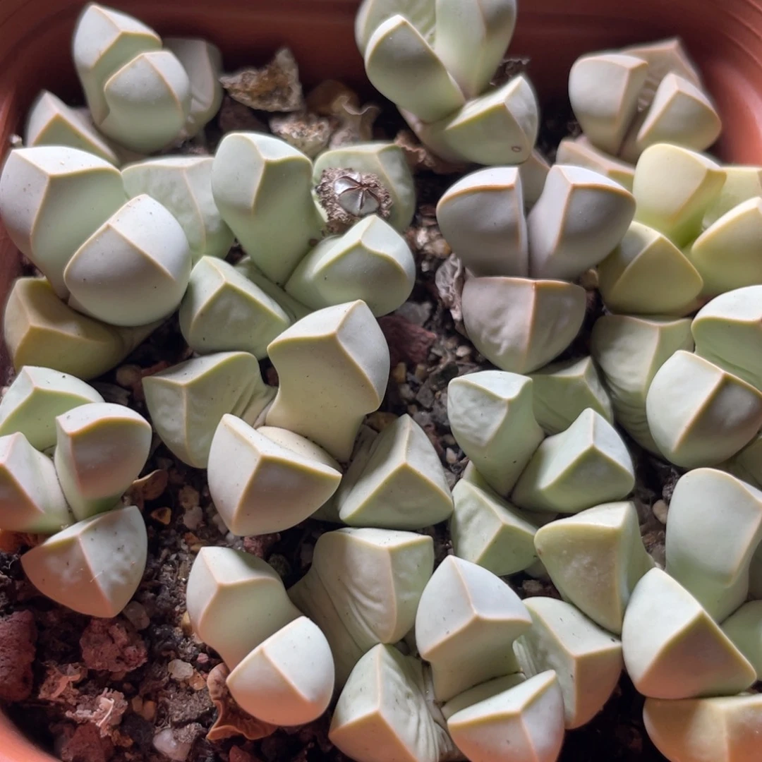 今晚大盆特价更新～6