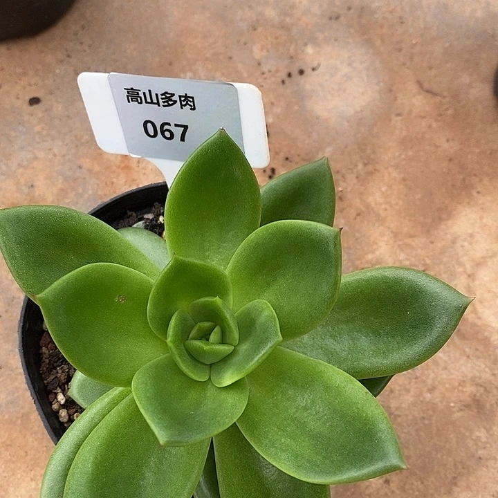 67直播福利翠花14