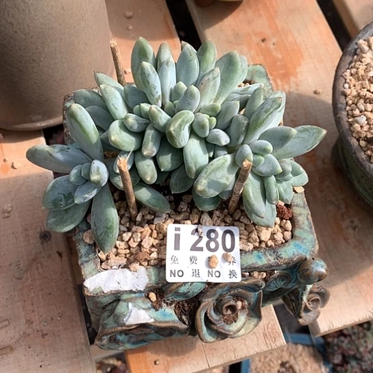 Q***宝胖哥特朵朵280 亏本处理退款拉黑7-8天发货