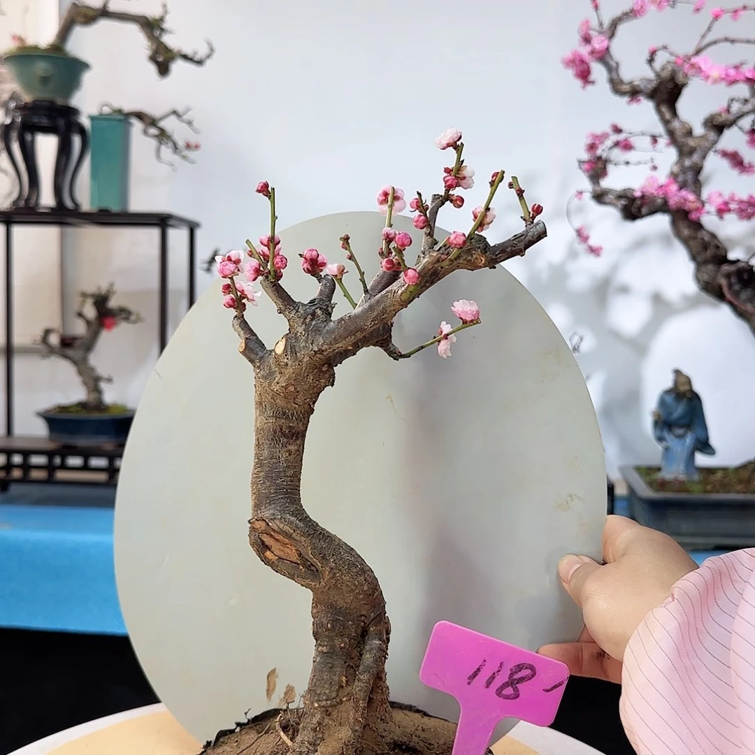 红陶彬*哥dv b n k