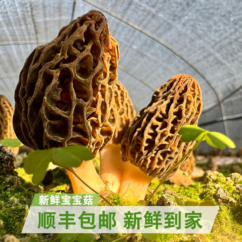 【七妹】头茬新鲜羊肚菌肉质浓郁肉厚饱满食用菌菇四川云南煲汤250g