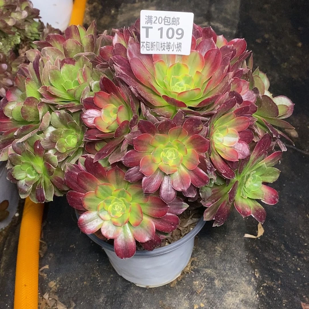 109安娜带七彩多肉法师锦