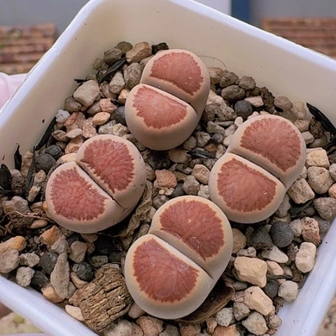 2203菊红窗菊花纹全窗带盆发货