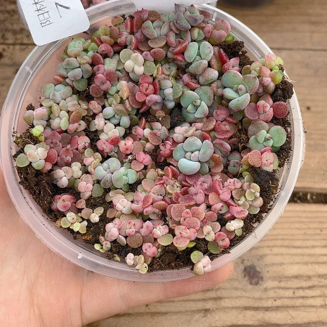 量拍多肉植物多肉植物785