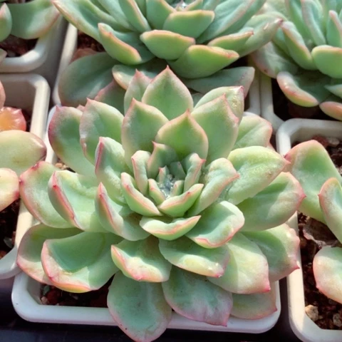 泡泡纱裙。