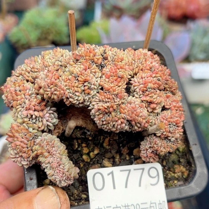 幸运的是我的朋友们