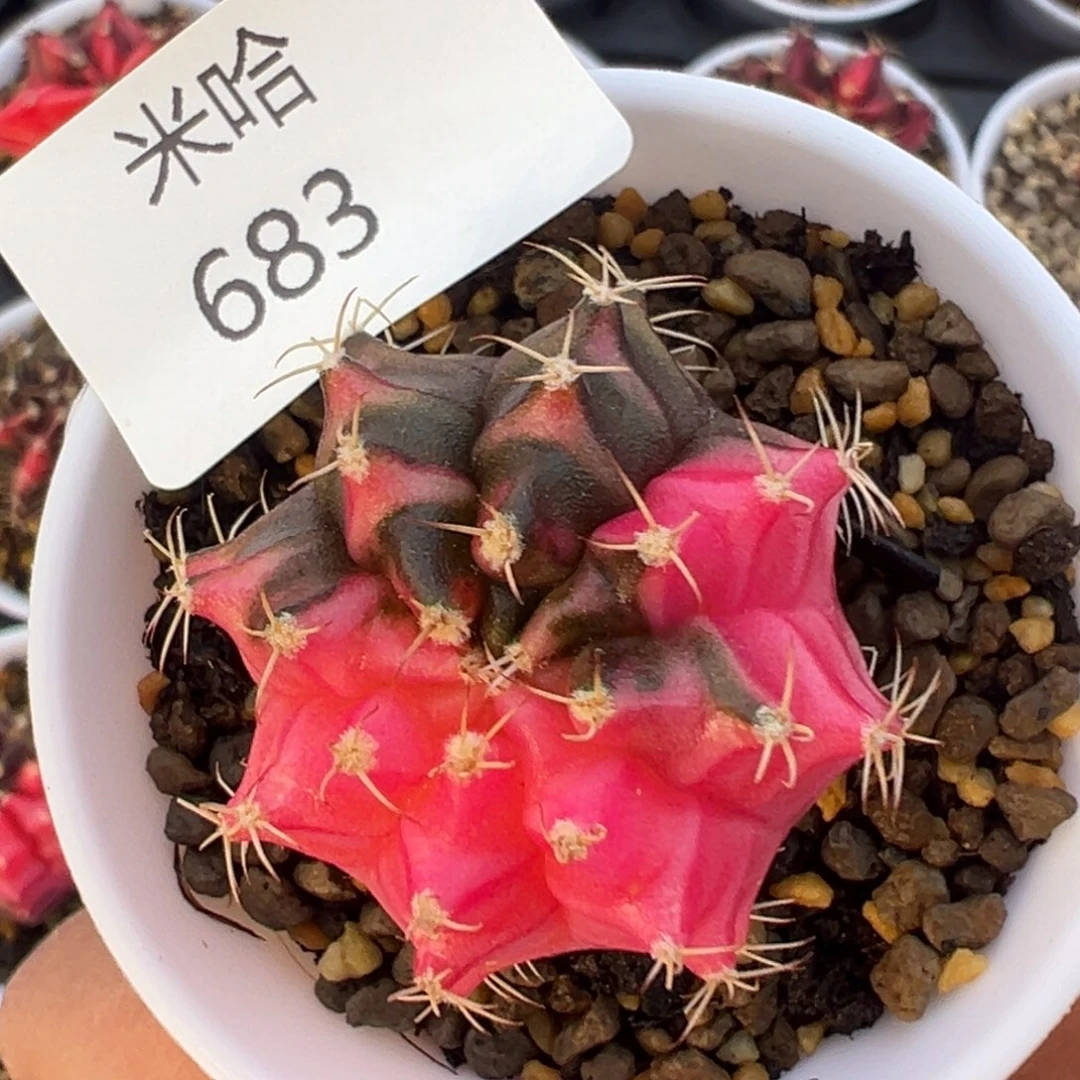 683 好看的米哈冲冲冲