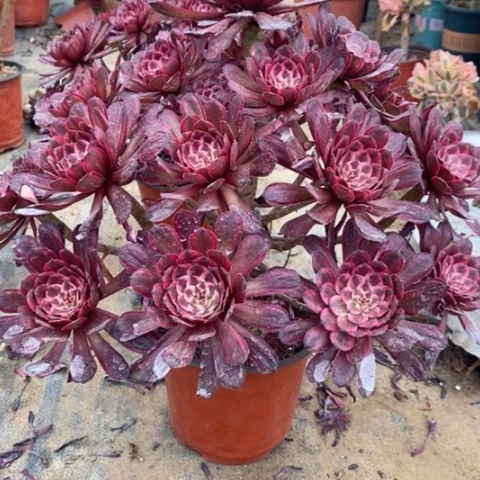 紫霞仙子多肉植物013