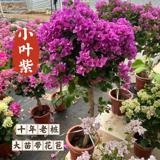 超大桩［小叶紫］棒棒糖造型三角梅四季开花阳台花卉