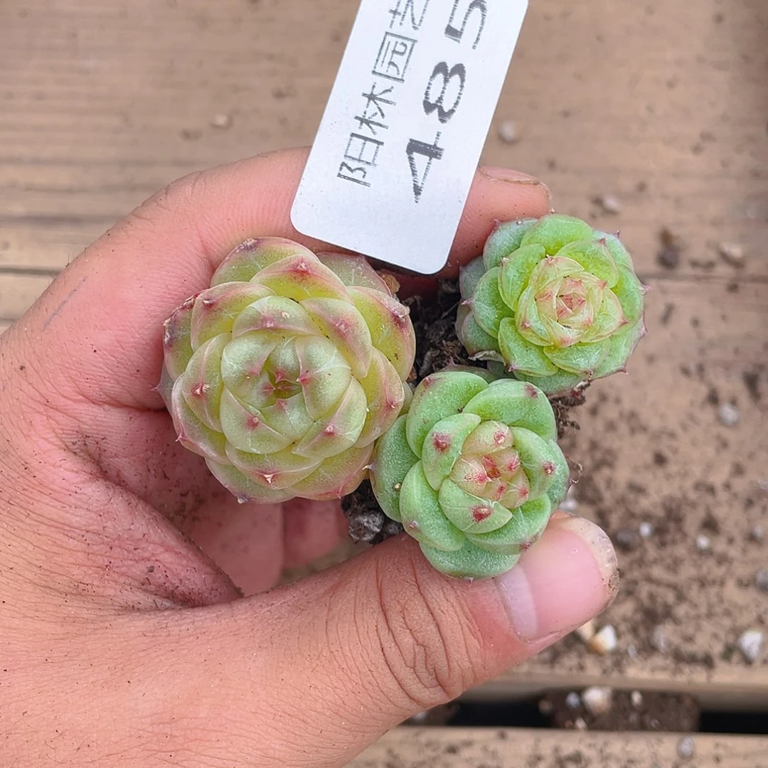 多肉植物多肉植物485