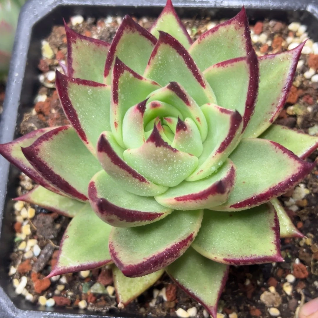 多肉植物一物一拍（6号）