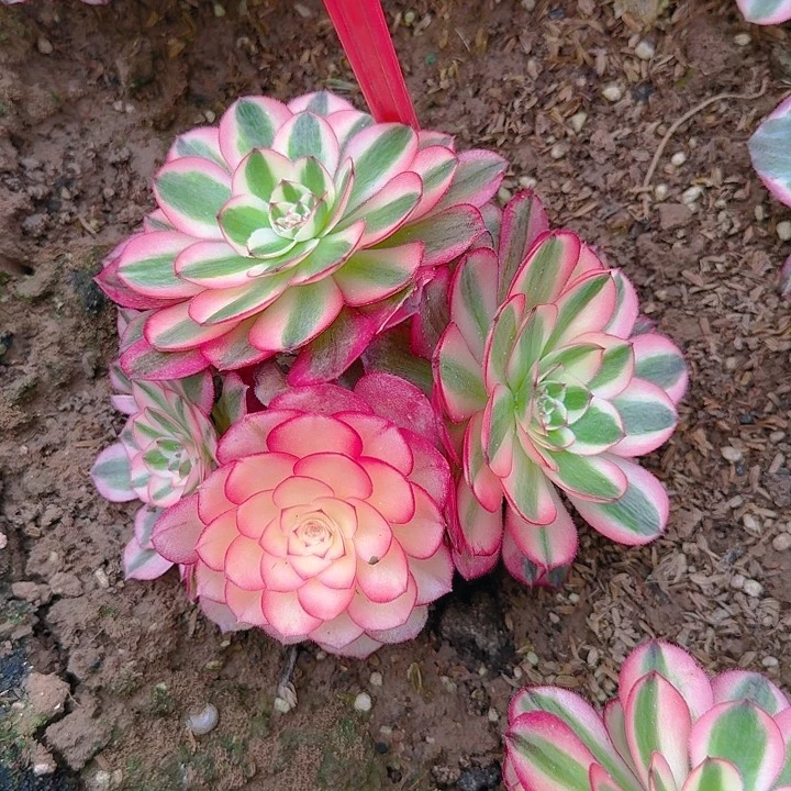 5-104倾城多肉法师