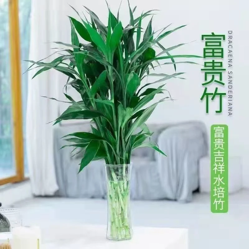 富贵竹水培植物室内客厅绿植净化空气好养活水养招财转运竹