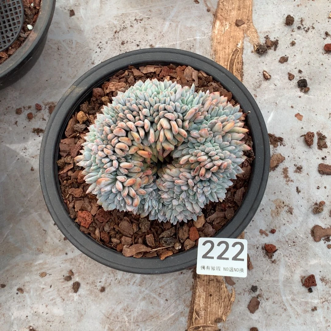 222橙子缀化多肉植物