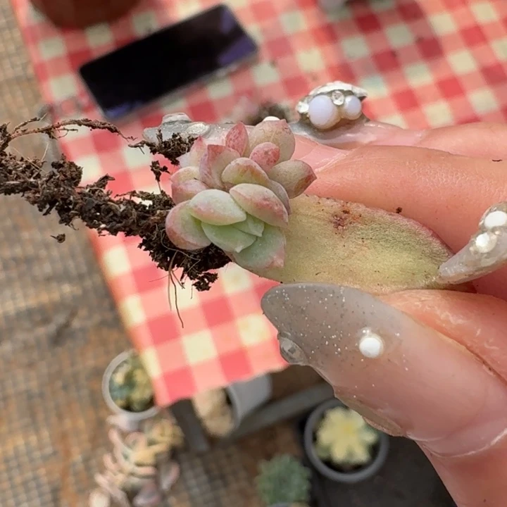 冰月亮叶插一物一拍