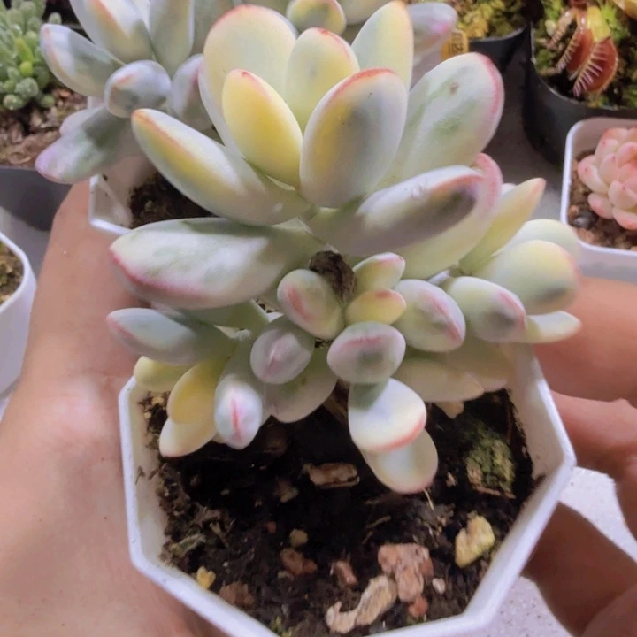 乒乓福娘锦王炸一颗