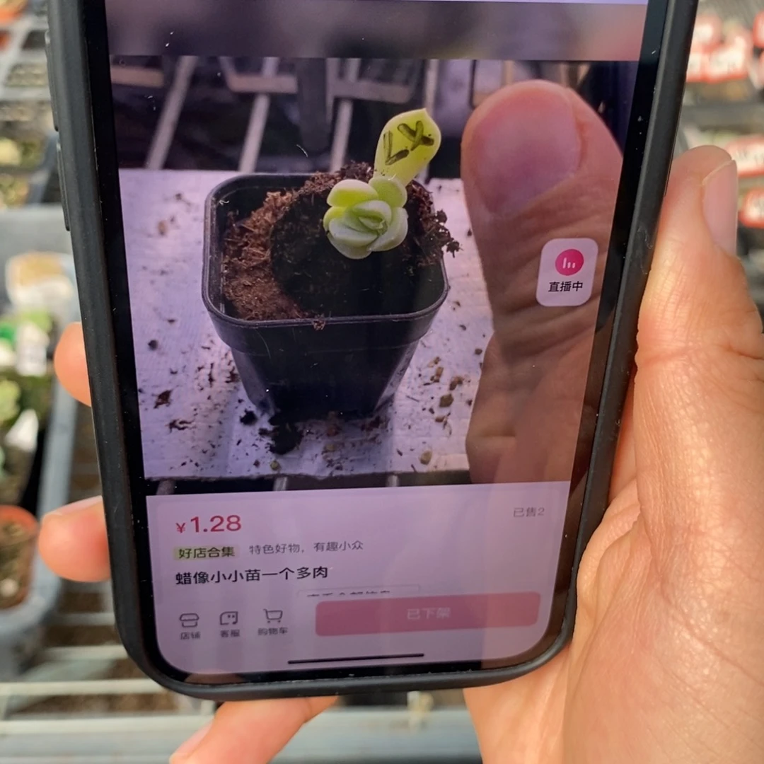 穴盘蜡像叶插小小苗一个多肉