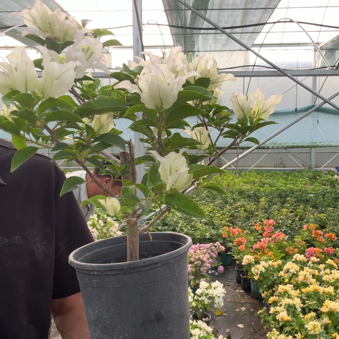 白雪公主三角梅19.9