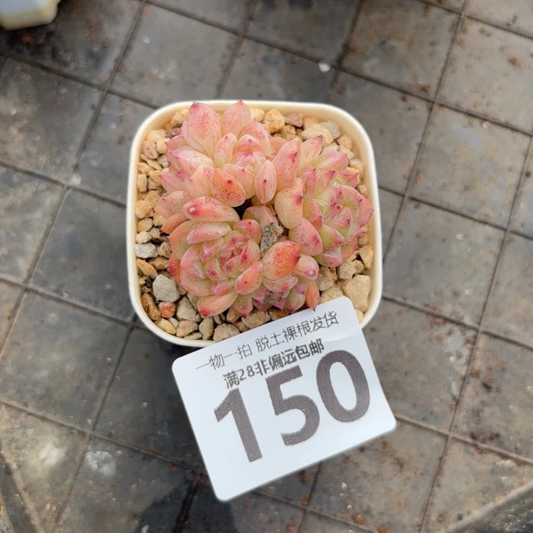 甜心珍妮无盆土发货