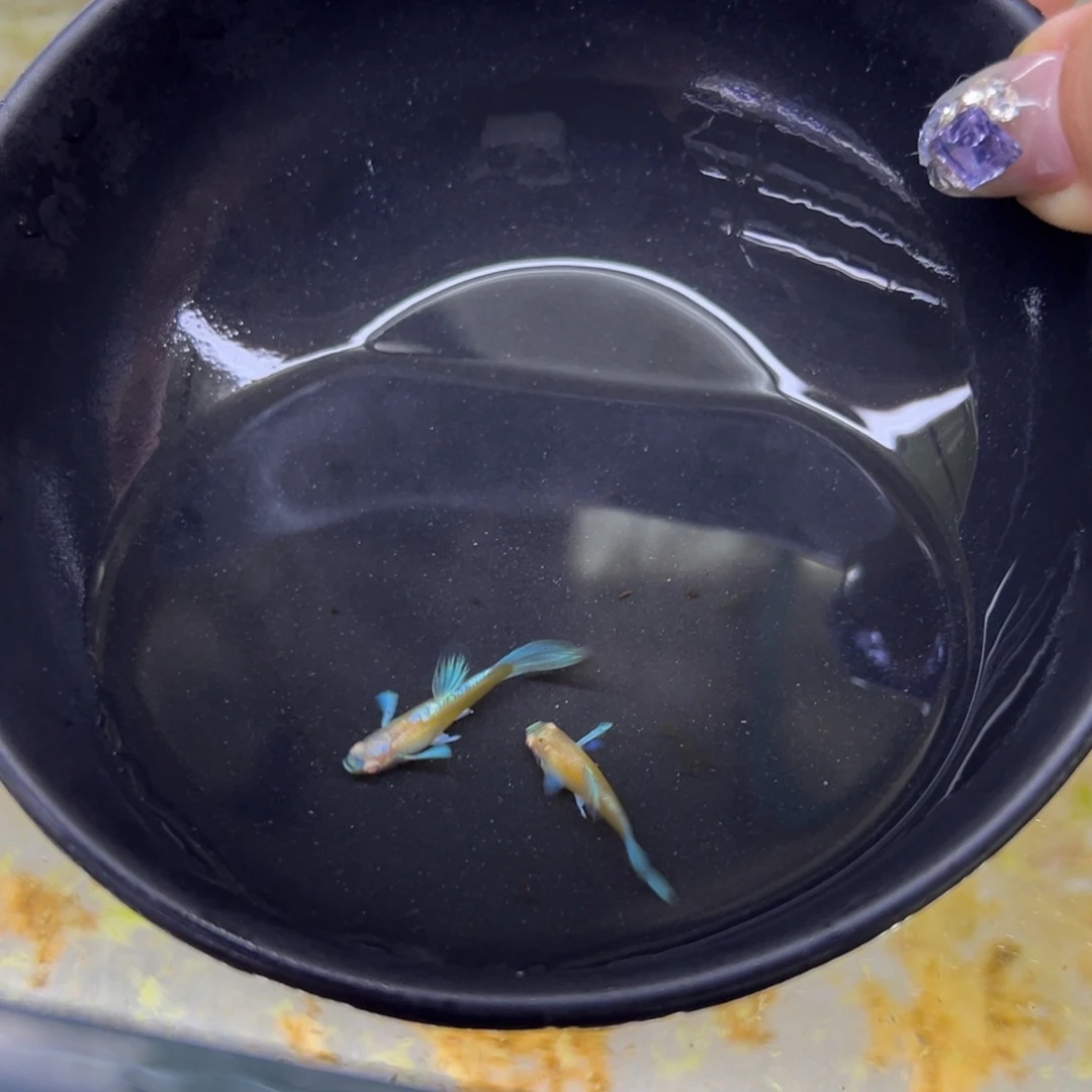 孔雀鱼芒***新蓝白飞船两对