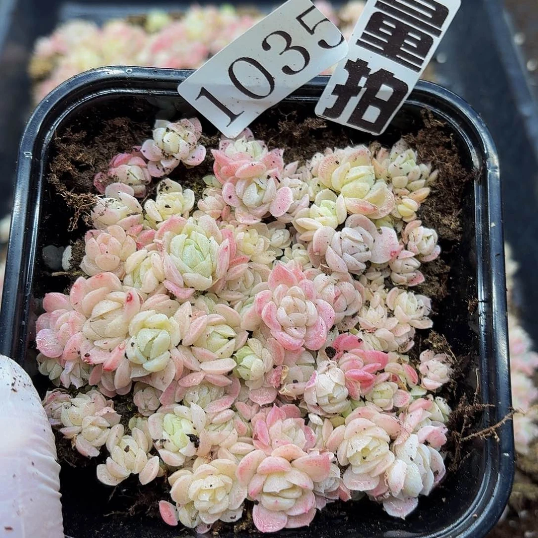 多肉植物多肉植物1035量拍