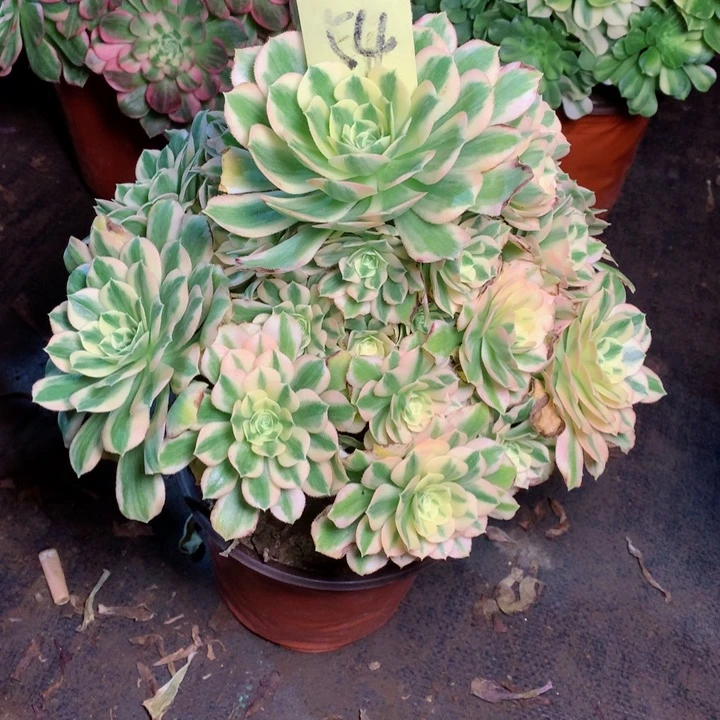 54迈巴赫多肉111111