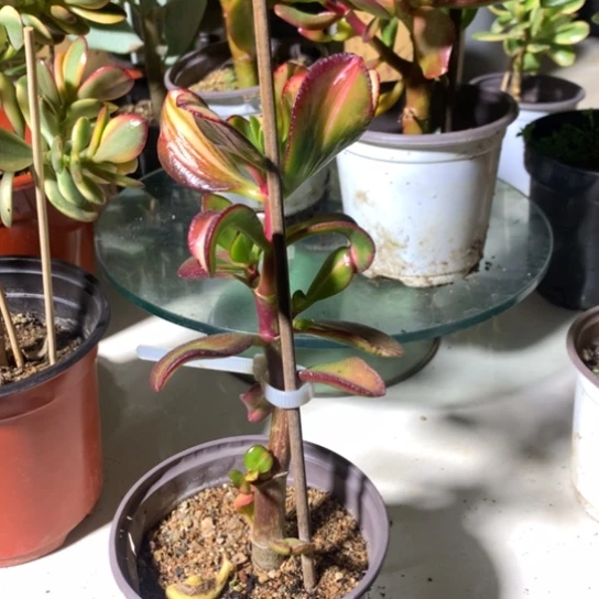 高**G卷叶一棵脱土发