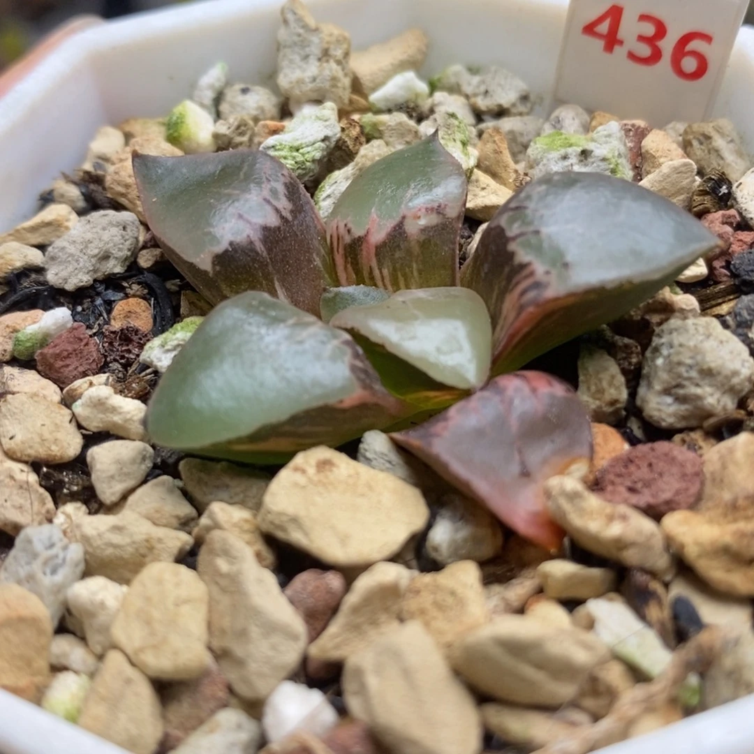 436火凤凰锦一物一拍