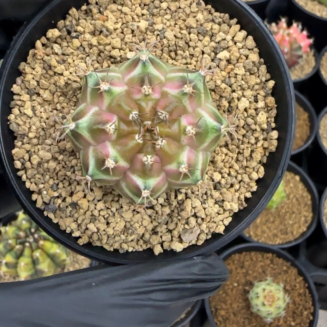 泰系实生轮回福利价