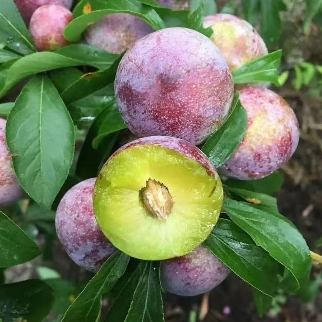 贵州李子五月脆新鲜现摘爆甜脆李脱骨李五月脆李大果空心李