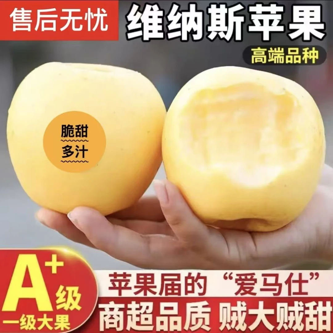 【黄金维纳斯】烟台黄金维纳斯苹果香甜多汁产地直发当季苹果丑苹果