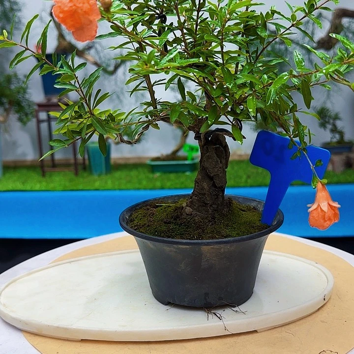 龙***大宫灯石榴都包邮到家后给