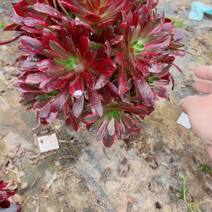 172赤霞飞多肉一样